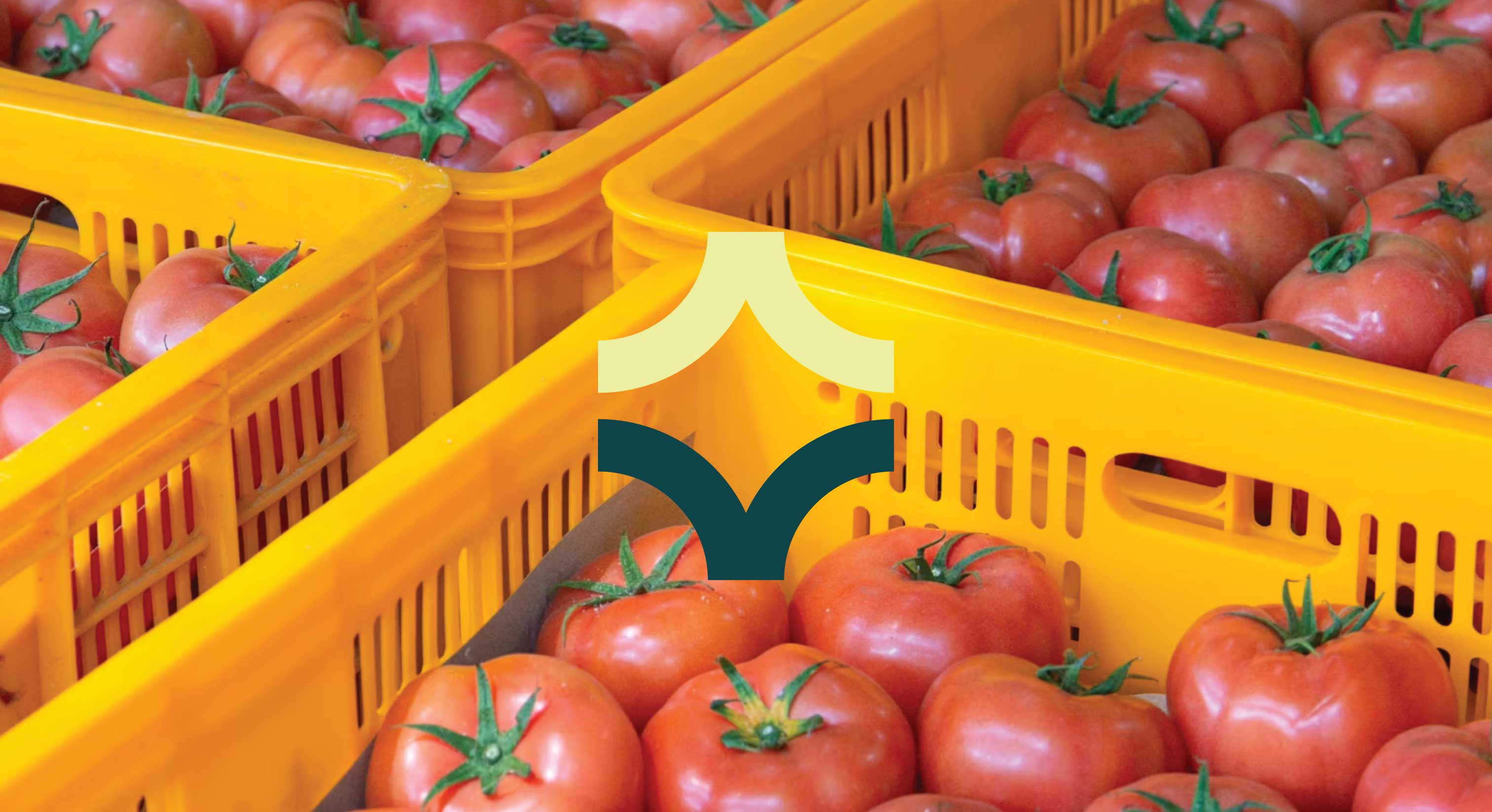 logo-overlay-tomato
